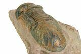 Large, Prone Paralejurus Trilobite Fossil - Lghaft, Morocco #350435-5
